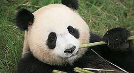 fedex chosen to ship pandas